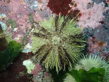 Green Sea Urchin