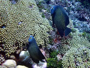 french angel fish