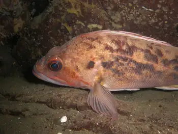Brown Rockfish