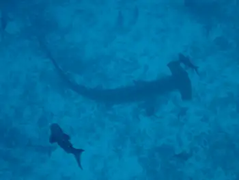 Hammerhead Shark