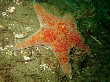 Leather Star