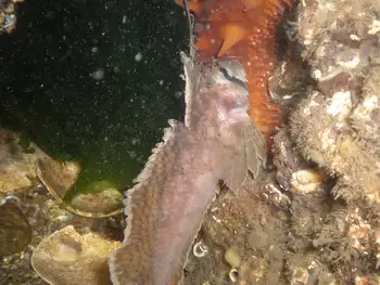 Sailfin Sculpin