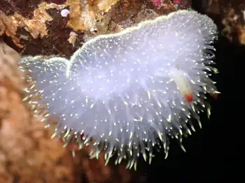 Nanaimo Nudibranch