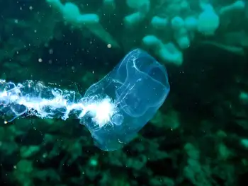 Beach Bubblewrap Salp