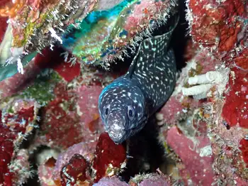 spotted moray eel