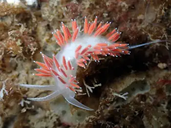 Red Gilled Nudibranch