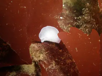California Berthella