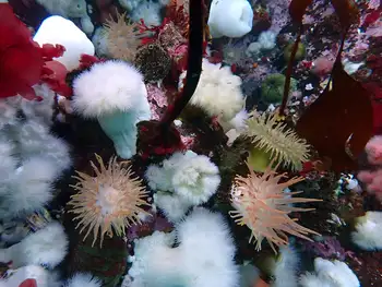 Anemones