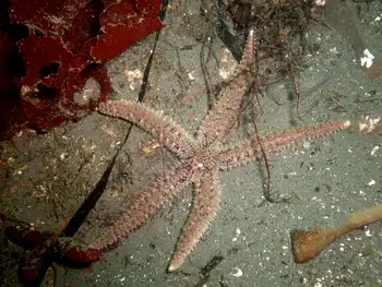 Velcro Star