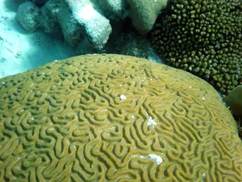 Brain Coral