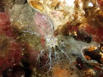 Salt Pepper Sea Cucumber