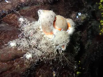 Rhinoceros Crab