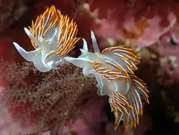 Horned Nudibranchs