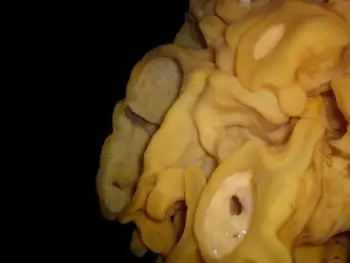 Cloud Sponge