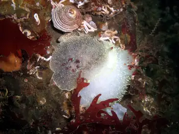 Nanaimo Nudibranchs