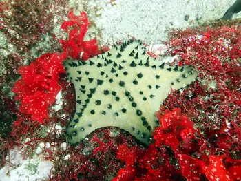 Chocolate Chip Star
