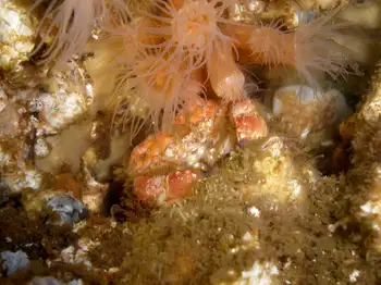 Pygmy Rock Crab