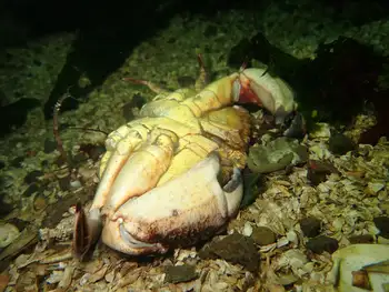 Red Rock Crab