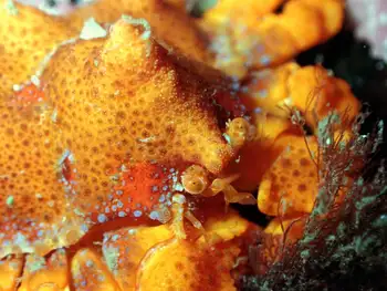 Juvenile Puget Sound King Crab