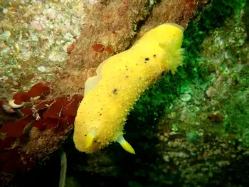 monterey sea lemon