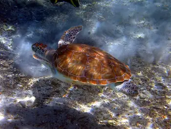 Green Sea Turtle