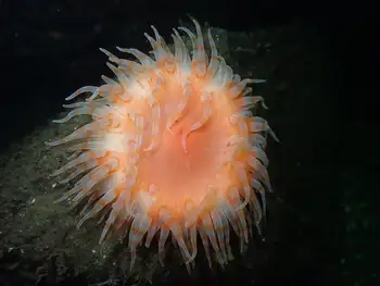 Anemone