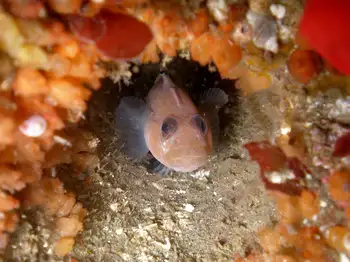 Blackeye Goby