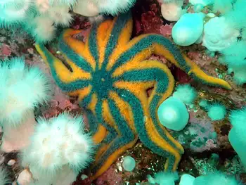 Morning Sun Star