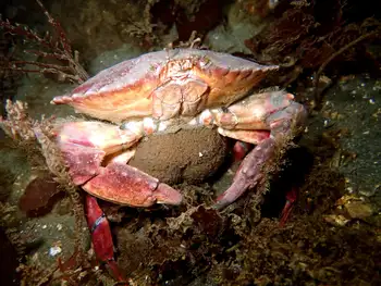 Red Rock Crab