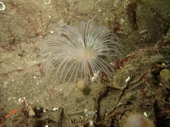 White Crown Calcareous Tube Worm