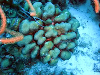 Smooth Star Coral