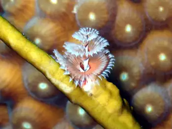 Worm