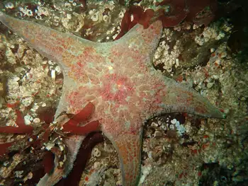 Leather Star