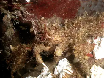 Graceful Decorator Crab