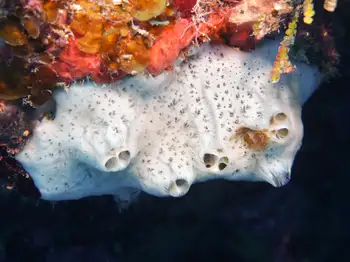 Sponge