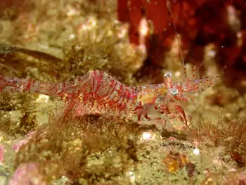 Kincaid Shrimp