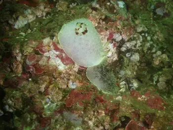 Nanaimo Nudibranchs