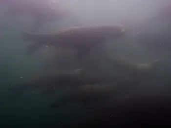 california sea lion