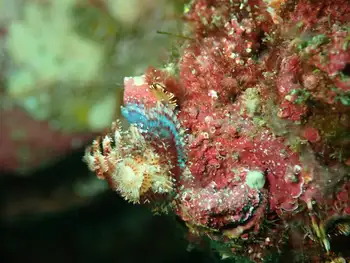 Feather Duster Worm
