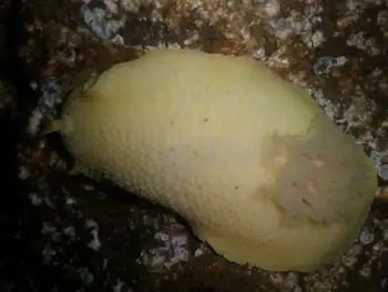 Monterey Sea Lemon