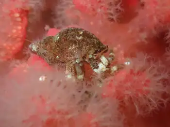 Hermit Crab