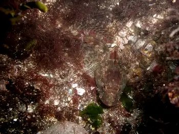 Sculpin