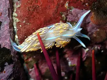 Horned Nudibranch