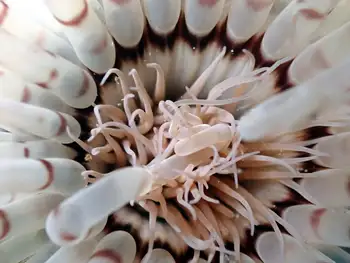 Tube Dwelling Anemone