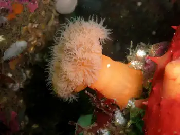 Metridium Anemone