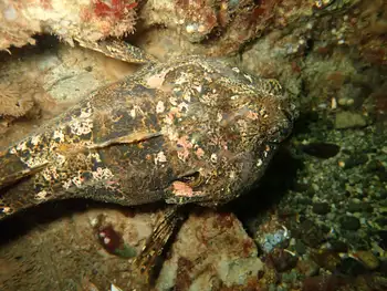 Buffalo Sculpin