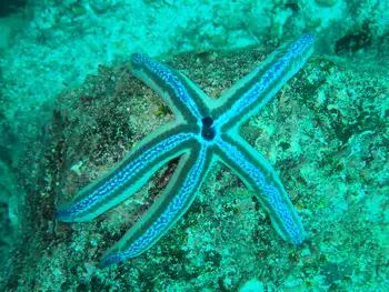 Galapagos Blue Star