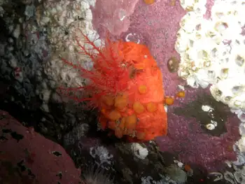 Red Creeping Pedal Sea Cucumber