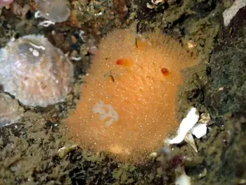 Sandalwood Nudibranch