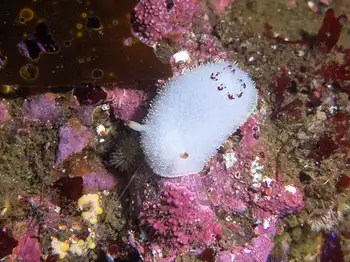 nanaimo nudibranch